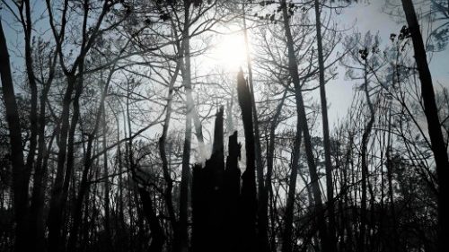 This photograph taken on July 19, 2022 shows burnt trees in Pyla sur Mer in Gironde, southwestern ...