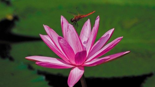 A dragonfly lands on a water lily flower in a pond in Singapore on July 22, 2022. (Photo by Roslan ...