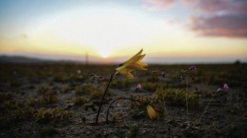 Flowers bloom on the Atacama desert, some 600 km north of Santiago, on October 13, 2021. In years of ...