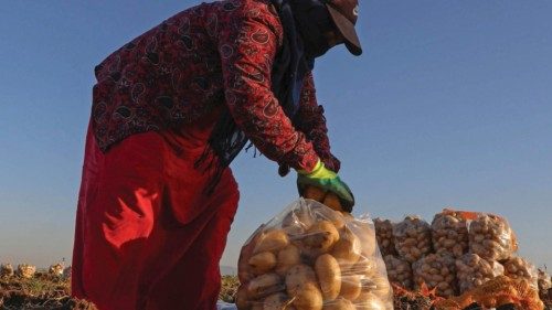 A farmer sorts out harvested potatoes at a field in the Bardarash district, near the Kurdish city of ...