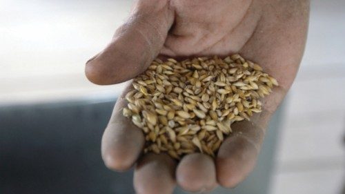 TO GO WITH AFP STORY IN FRENCH BY ANIA TSOUKANOVA --- A farmer shows a newly harvested grain in ...