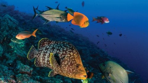 REVILLAGIGEDO ISLANDS, Mexico At Sea March to April 2016: In March 2016, partnering with Mares ... REVILLAGIGEDO ISLANDS, Mexico At Sea March to April 2016: In March 2016, partnering with Mares ...
