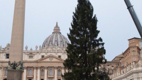 Città del Vaticano: Albero di Natale in Piazza San Pietro 23-11-2021