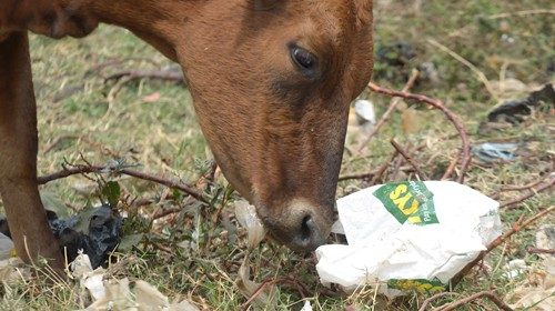 (FILES) In this file photo taken on August 24, 2017 A cow grazes next to plastic bags at the August ...