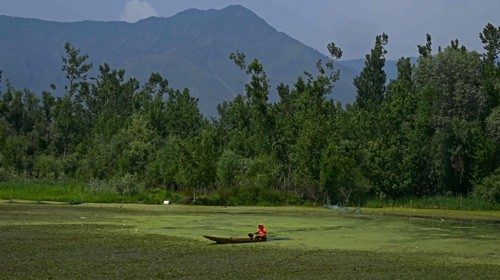 A man rows a boat in a polluted area of Dal lake on the 'World Environment Day' in Srinagar on June ...