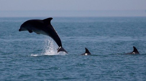 A dolphin jumps out of the sea near Cancale, France June 24, 2020. Picture taken June 24, 2020. ...