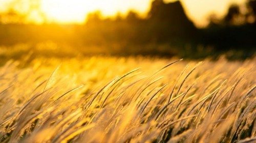 nature.jpg nature.jpg
