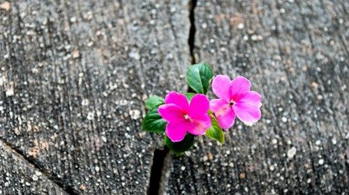 Wild flower growing out of concrete cracked.figueroa ecologia.jpg