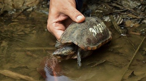 A biologist of the regional environmental entity CVC, realeases a turtle (Rhinoclemmys nasuta) in a ...