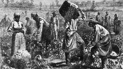 Schiavi al lavoro in un campo di cotone degli Stati Uniti in un’illustrazione del XIX secolo