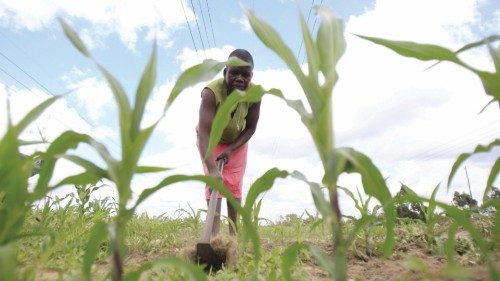 A Zimbabwean woman tends a crop of maize outside Harare, January 20, 2016. About 14 million people ...