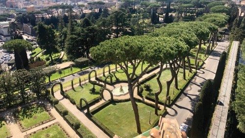 Alcuni esemplari di pini nei Giardini vaticani Alcuni esemplari di pini nei Giardini vaticani