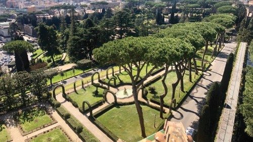 Alcuni esemplari di pini nei Giardini vaticani