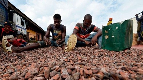 People sort cocoa beans at a cocoa exporter's in Abidjan, on July 3, 2019. - In June key producers ...