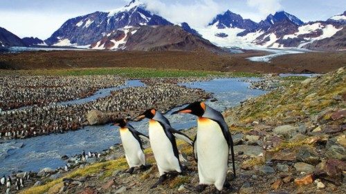 Penguins are seen in South Georgia Island, in this undated photo obtained by Reuters December 11, ...