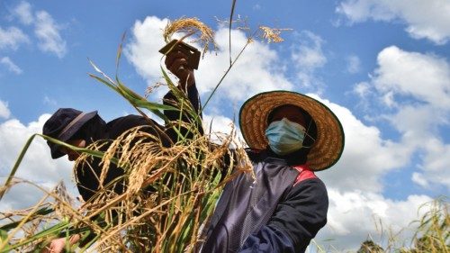 Farmers harvest rice in a paddy field in Thailand's southern province of Naratahiwat on February 18, ...