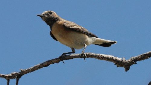 A  pied wheatear bird sits on a branch at a field in the countryside of Lebanon's town of Batroun, ...