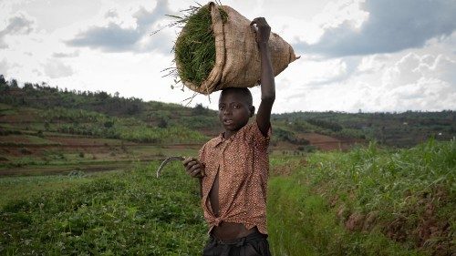 Jean Claude Niyibizi, 13 years old, is cutting grass to feed the cows of his parents ,in Rulindo ...