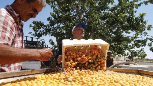 Workers wash fresh apricots, to be used for making the Qamar al-Din popular sweet, in the Eastern ...