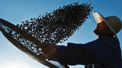 (FILES) In this file photo taken on August 06, 2015 a worker dries organic coffee beans produced at ... (FILES) In this file photo taken on August 06, 2015 a worker dries organic coffee beans produced at ...