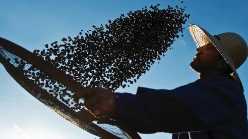 (FILES) In this file photo taken on August 06, 2015 a worker dries organic coffee beans produced at ...