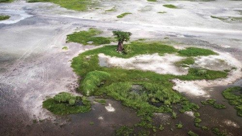 This aerial view shows a Baobab during Senegal?s wet season in Palmarin on August 30, 2021. - In ...