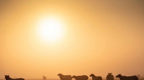 Sheep are shrouded in fog on a late summer morning shrouded between Tureby and Slimminge on Zealand, ...