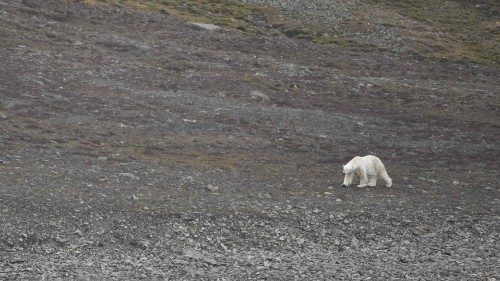 TOPSHOT - A hungry polar bear looks for prays along the shore, near Pyramiden, Svalbard, a Norwegian ...