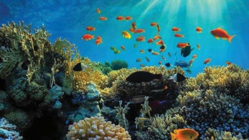  A rischio  la barriera corallina  QUO-228