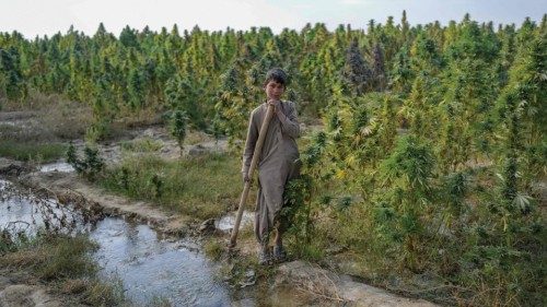 In this photograph taken on October 28, 2021, a boy works in a cannabis field on the outskirts of ...