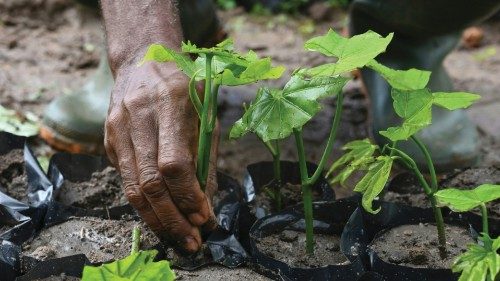 A man prepares cuttings for reforestation in the classified forest of Tene near Oumé, south western ...