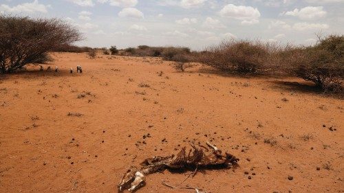 FILE PHOTO: The carcass of a donkey who died due to an ongoing drought is seen near the town of ...