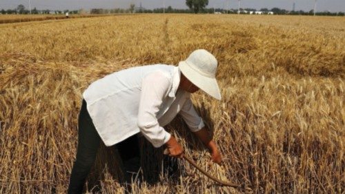 FILE PHOTO: A farmer harvests wheat crop in Wei county of Handan, Hebei province, China June 11, ...