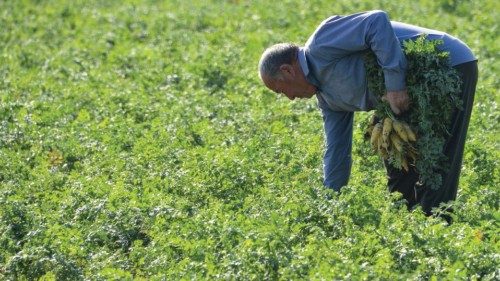 Uzbek farmer Mukhtor Gazatov, 60, picks carrots - one of the core ingredients to plov - a dish known ...