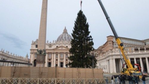 Città del Vaticano: Albero di Natale in Piazza San Pietro 23-11-2021