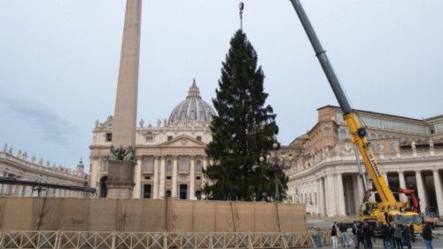 Città del Vaticano: Albero di Natale in Piazza San Pietro 23-11-2021 Città del Vaticano: Albero di Natale in Piazza San Pietro 23-11-2021