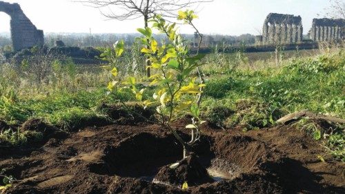  Un albero, una storia  QUO-278