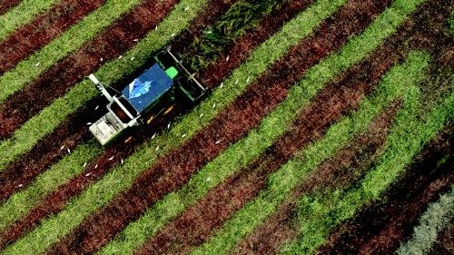 This aerial picture shows a harvester machine reaping the finger millet crop in a field on the ...