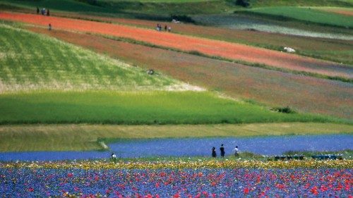 This picture taken on July 8, 2020 shows people walking across blooming lentil fields and poppy ...