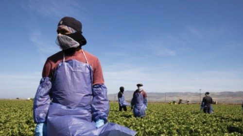 GREENFIELD, CA - APRIL 27: Farm laborers from Fresh Harvest working with an H-2A visa maintain a ...