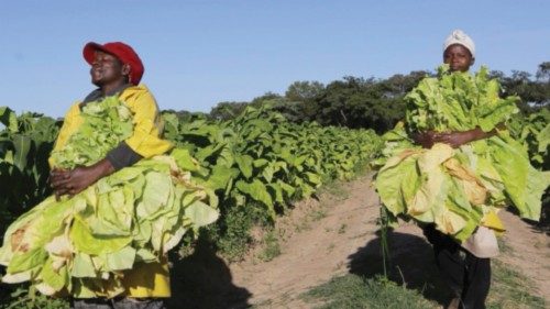 epa09766599 Workers at Dunluce Farm near Mahusekwa just outside Harare,  Zimbabwe, 17 February 2022. ...