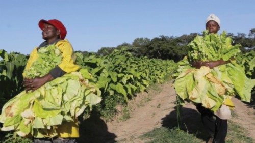 epa09766599 Workers at Dunluce Farm near Mahusekwa just outside Harare, Zimbabwe, 17 February 2022. ... epa09766599 Workers at Dunluce Farm near Mahusekwa just outside Harare, Zimbabwe, 17 February 2022. ...