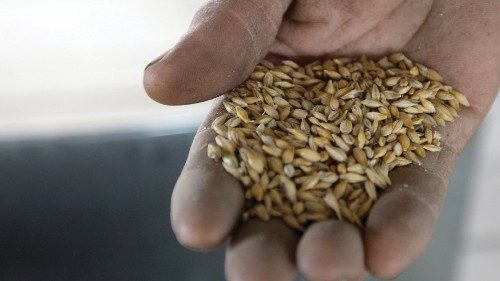 TO GO WITH AFP STORY IN FRENCH BY ANIA TSOUKANOVA --- A farmer shows a newly harvested grain in ...