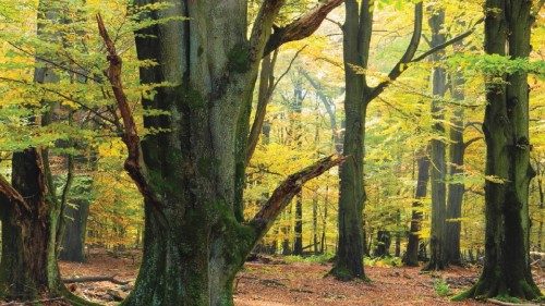 È meglio un albero di tanta tecnologia “verde” QUO-122 È meglio un albero di tanta tecnologia “verde” QUO-122