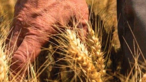 La vergognosa guerra mondiale del grano QUO-128 La vergognosa guerra mondiale del grano QUO-128