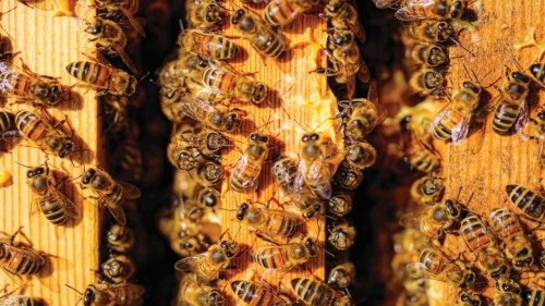 Una manciata di fiori da lanciare dalla finestra per salvare le api (e il pianeta) QUO-162 Una manciata di fiori da lanciare dalla finestra per salvare le api (e il pianeta) QUO-162