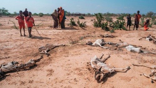 People stand next to the carcasses of dead sheep in the village of Hargududo, 80 kilometers from the ...