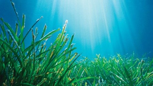 Neptune seagrass Posidonia oceanica underwater with natural sunlight in Mediterranean sea, France