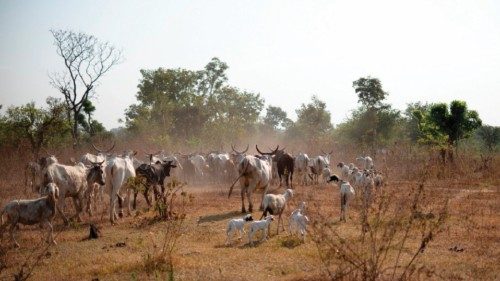  Ladri di bestiame uccidono 32 persone in Madagascar   QUO-174