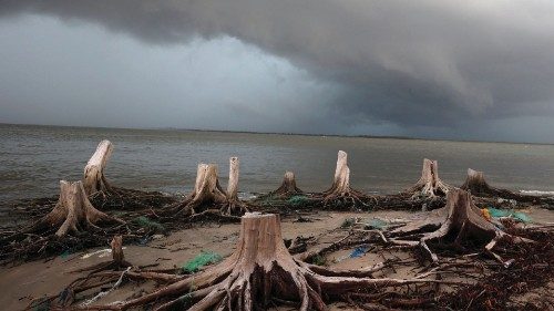 Remains of cut down filao tree that were affected by salt water due to the rising sea levels and ...